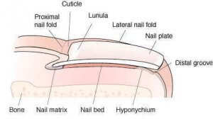 fingernail anatomy, nail anatomy
