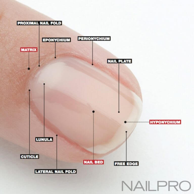 Long Nail Beds And Its Importance To Nail Growth Get Long Nails