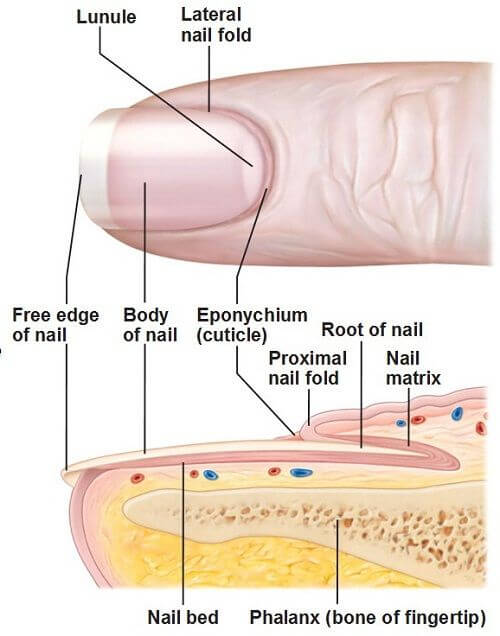 9-factors-affecting-nail-growth-and-possible-solution-get-long-nails