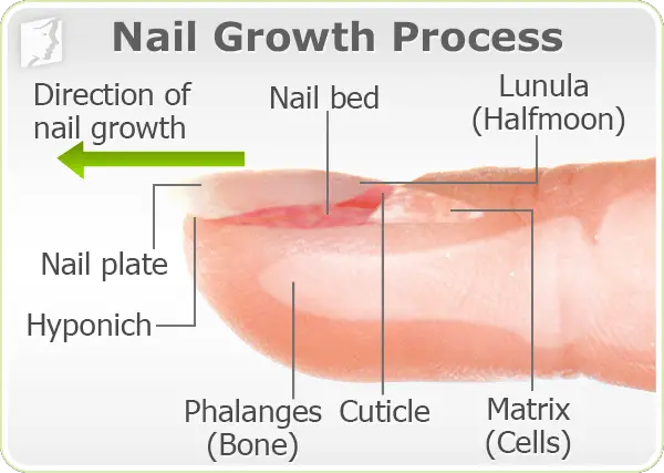 why-do-toenails-grow-slower-than-fingernails-reasons-get-long-nails