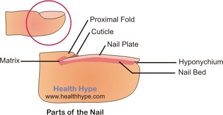 How To Get Longer Nail Beds - Get Long Nails